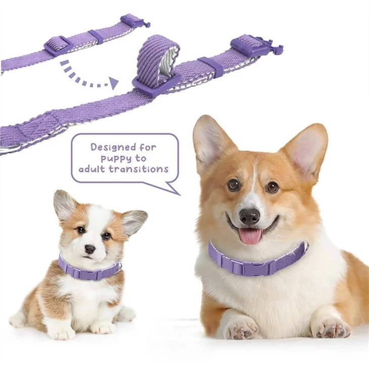 Outdoor Dog Collars
