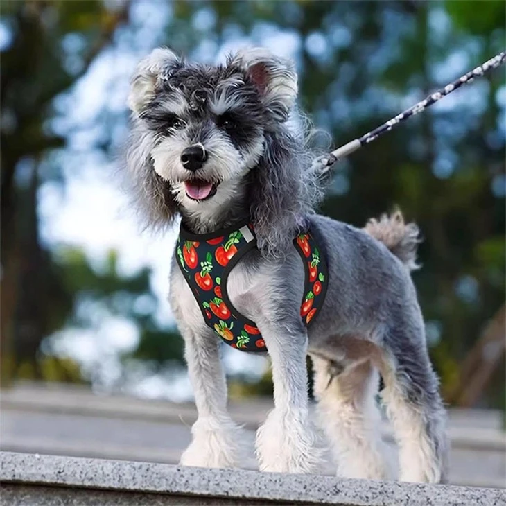 Matching Harness And Leash Set factory