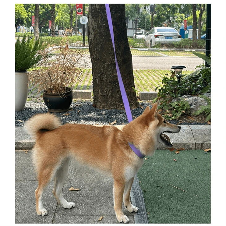 demo for dog collar